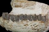 Fossil Running Rhino (Hyracodon) Jaws - South Dakota #143934-1